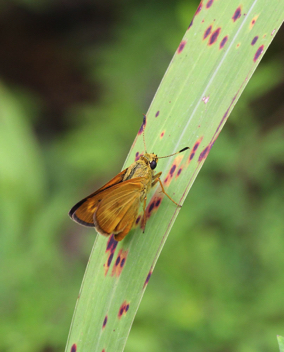 Byssus Skipper